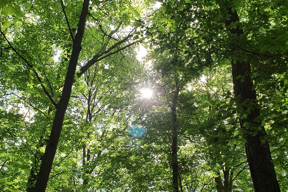 wald.verliebt bei käfermeier